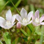 Zarter Gauchheil Blumen