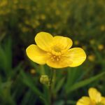 Zungen-Hahnenfuß Blumen