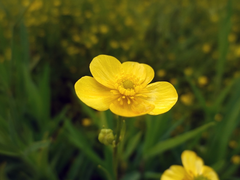 Zungen-Hahnenfuß Blumen