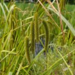 Carex pendula kaufen