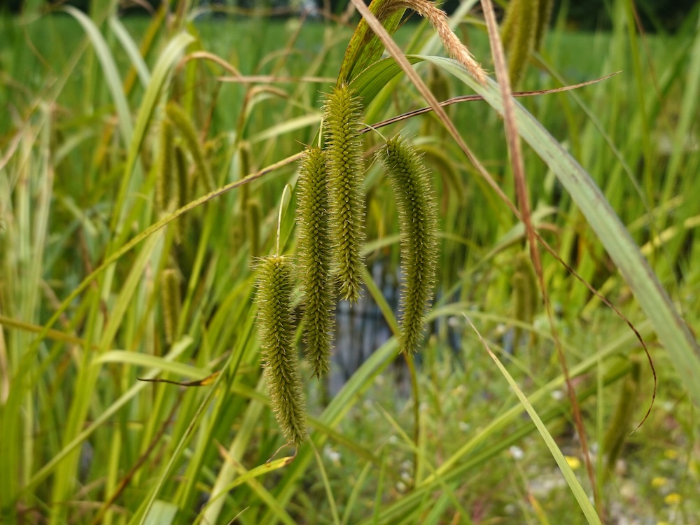 Carex pendula kaufen
