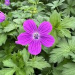 Geranium palustre kaufen
