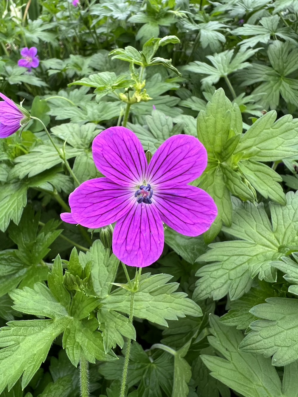 Geranium palustre kaufen