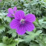 Sumpf Storchschnabel Blumen