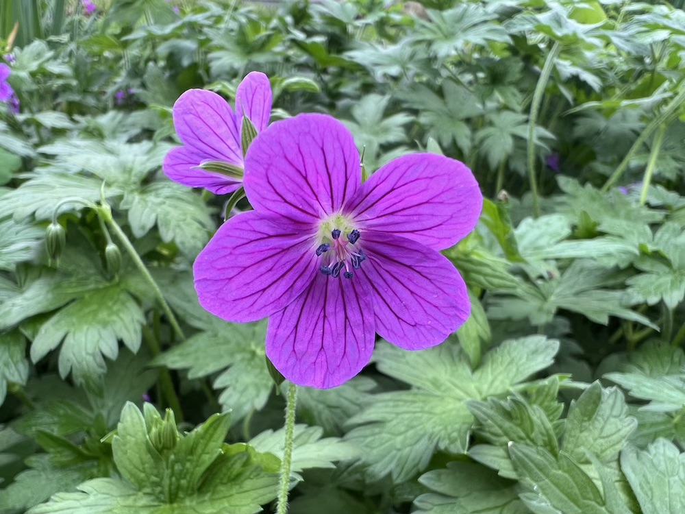Sumpf Storchschnabel Blumen