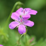 Sumpf Storchschnabel kaufen