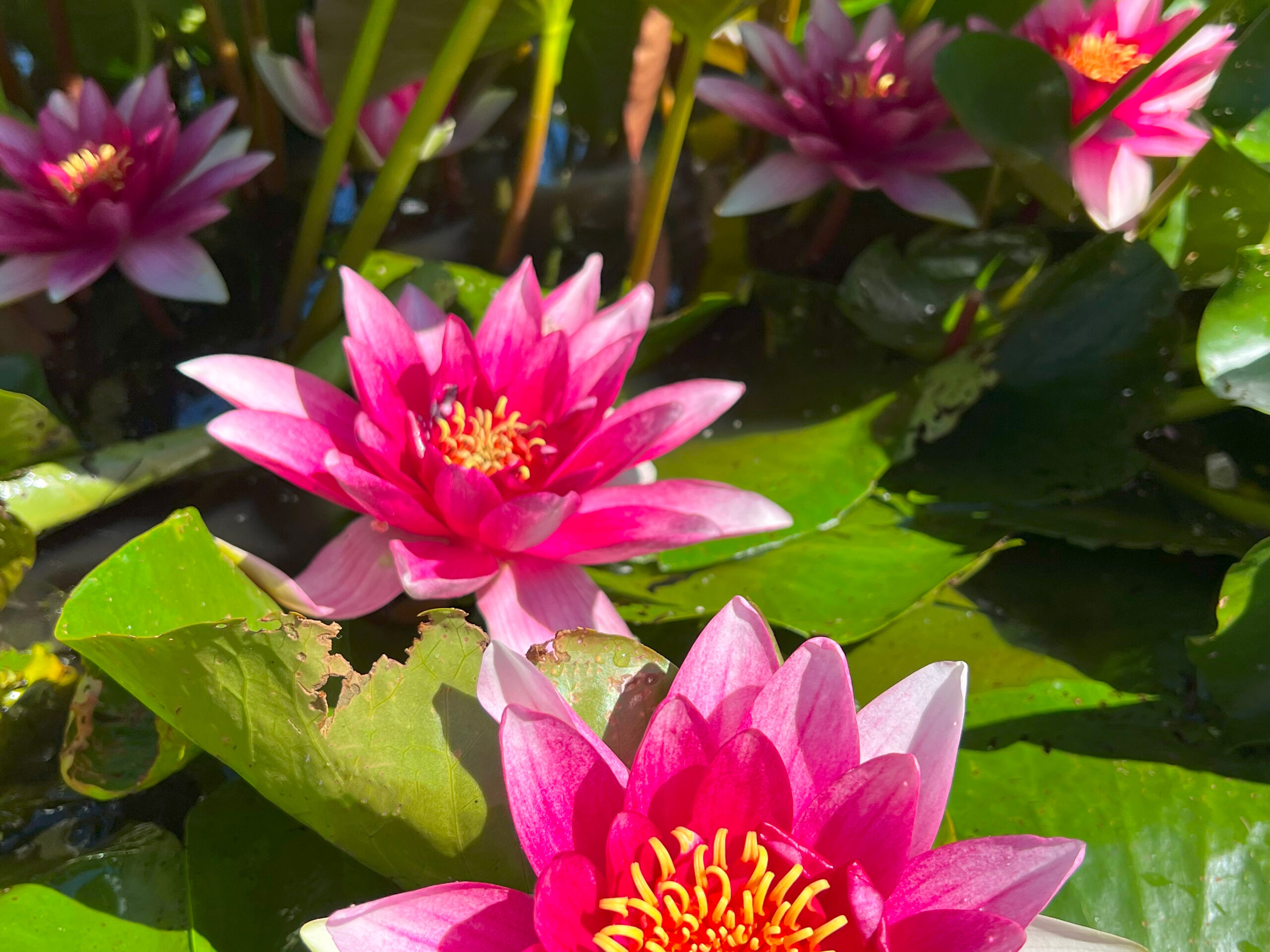 Nymphaea Attraction