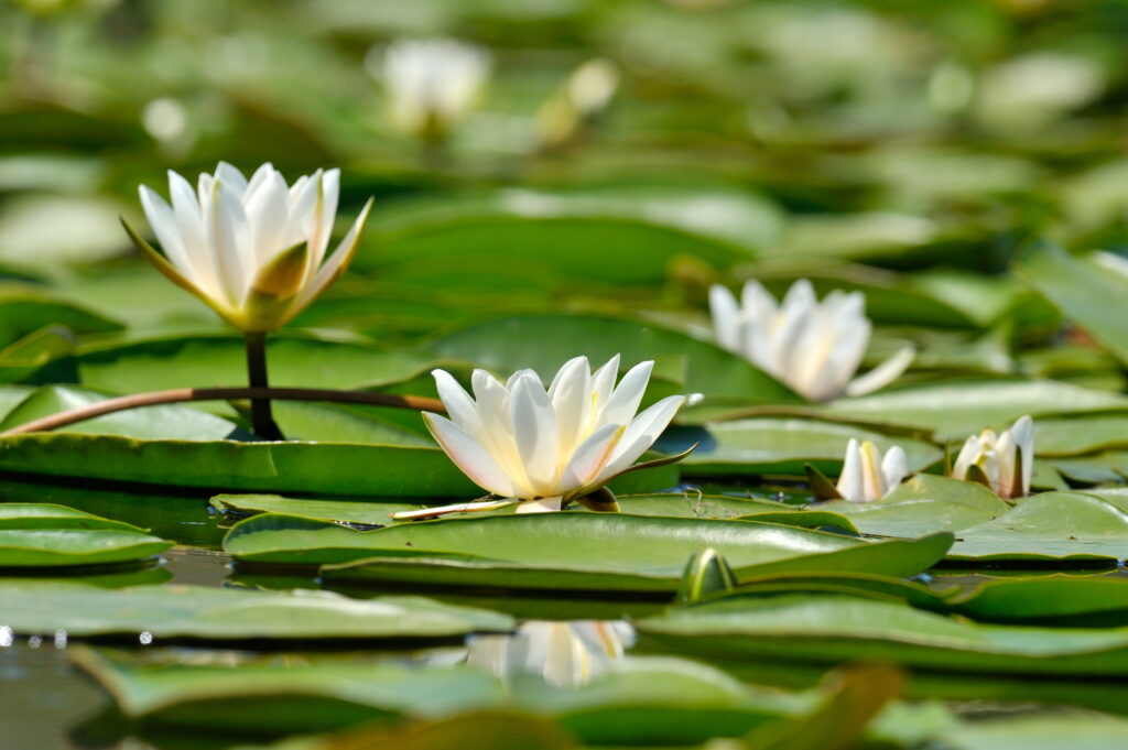 Wanneer bloeit een waterlelie