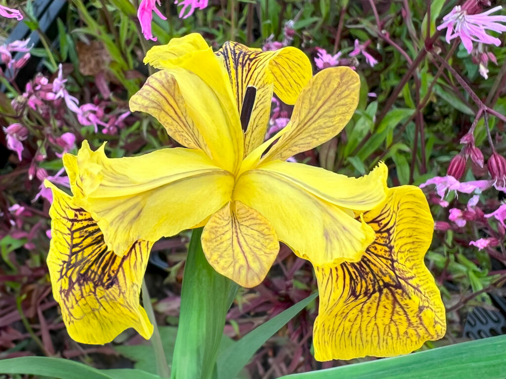 Wanneer irissen planten rondom je vijver