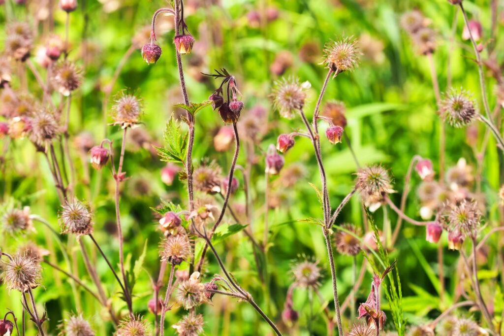 Wat zijn de beste planten rond je vijver