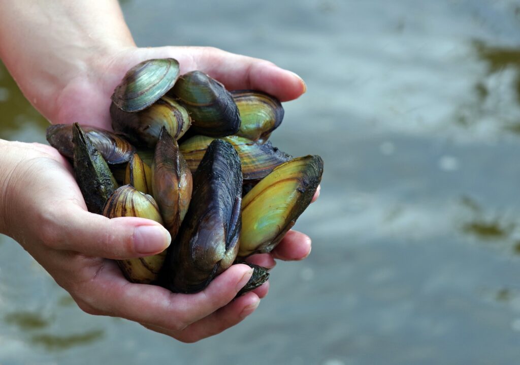 Welke zoetwatermossel voor je vijver heb je nodig in de winter