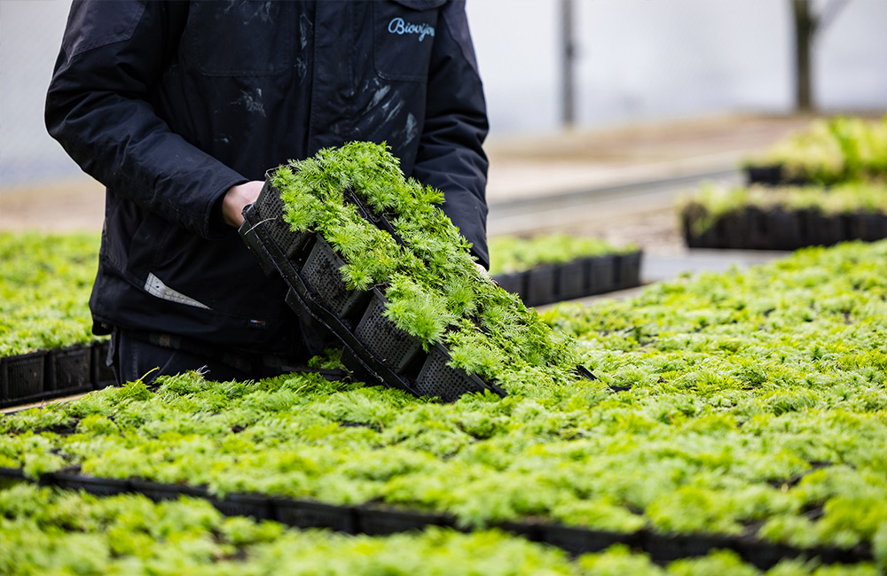 Advies over vijverplanten