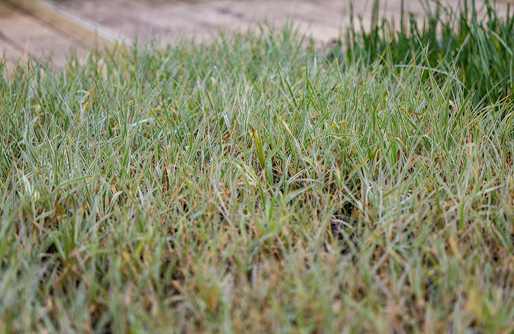 Close up vijverplant