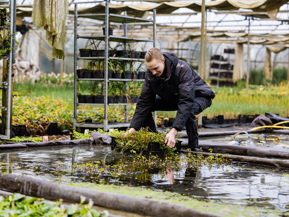 Help mijn vijverwater is groen