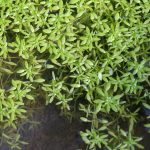 Flachfruechtiger Wassersten gute Sauerstoffanlage
