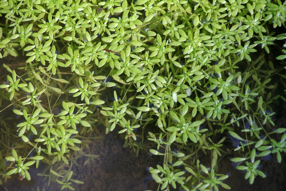 Flachfruechtiger Wassersten gute Sauerstoffanlage