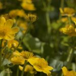 Gelbe Blumen fur Teich