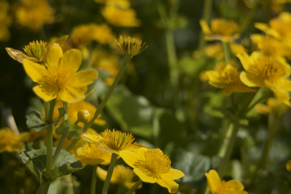 Gelbe Blumen fur Teich