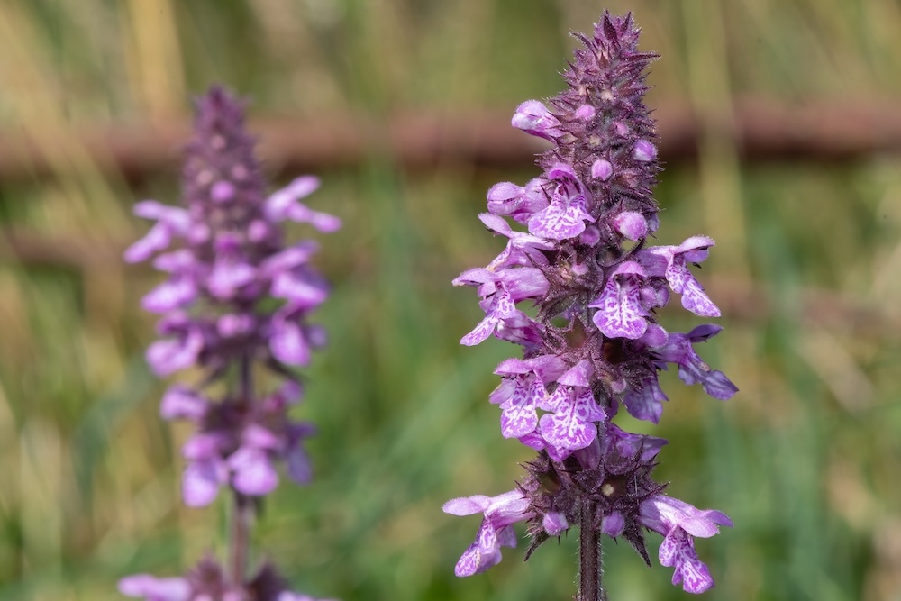 Lange blühende Blumen