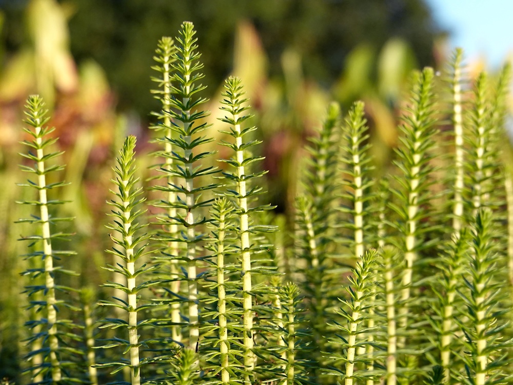 Mehr Sauerstoff gut zum Angeln