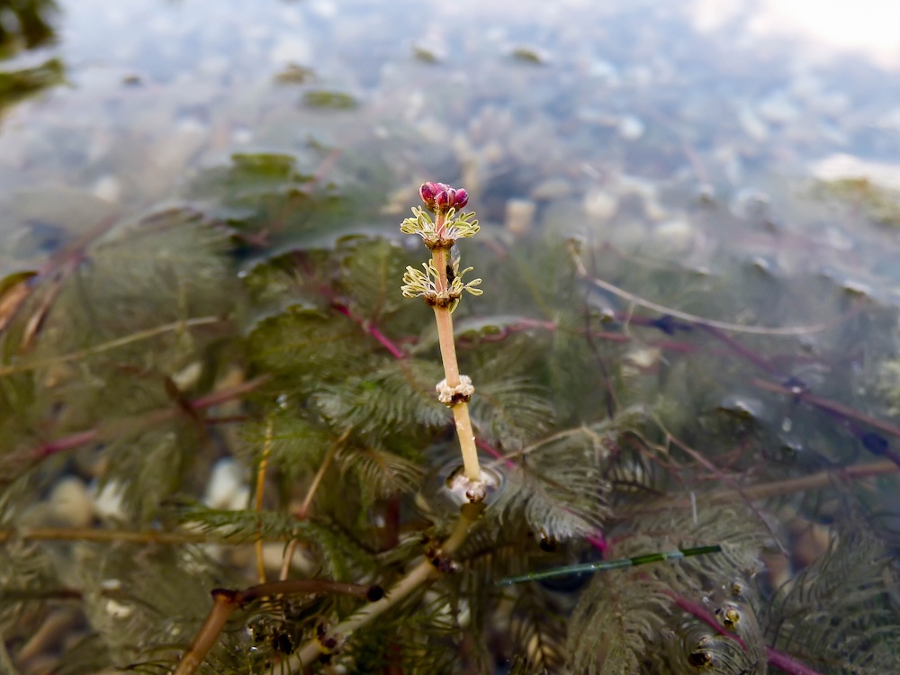 Mahr Sauerstoff im Teich