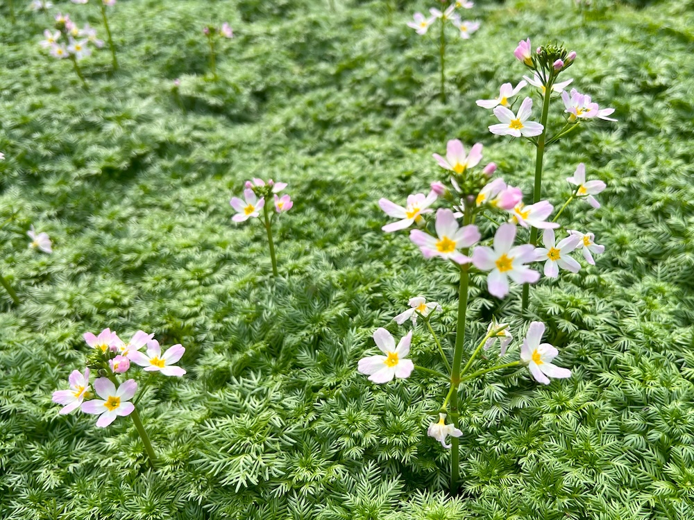 Mehr Sauerstoff im Teichwater