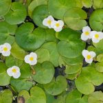 Mini Seerose kaufen