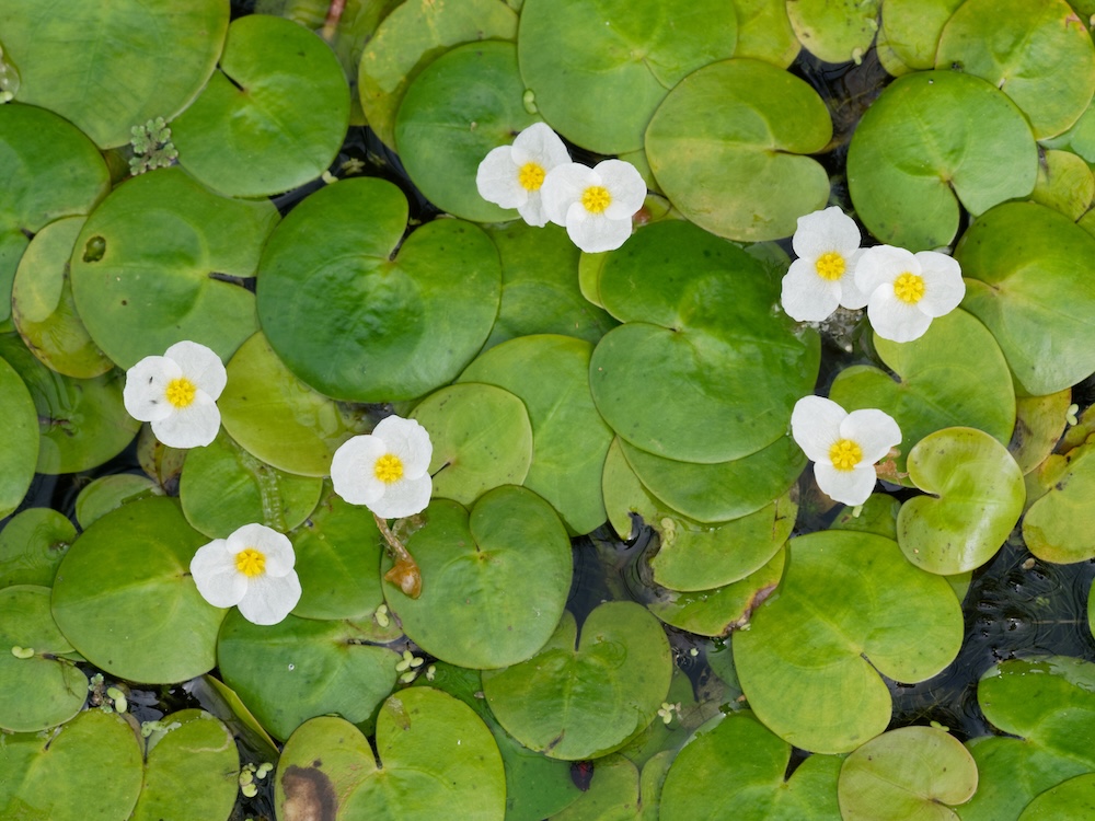 Mini Seerose kaufen