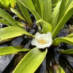Natürliche Schattenplätze im Teich