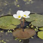 Pflegeleichte Pflanzen für den Teich