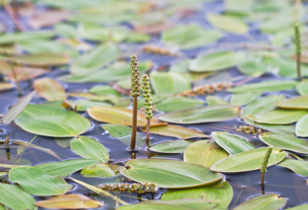 Schwimmendes Laichkraut sum Algen