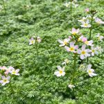 Wasserfeder gute Sauerstoffanlage