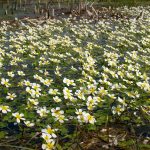 Wasserhahnenfuss winter zuurstofplant