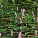 Wasserknoeterich seltene Sauerstoffpflanze