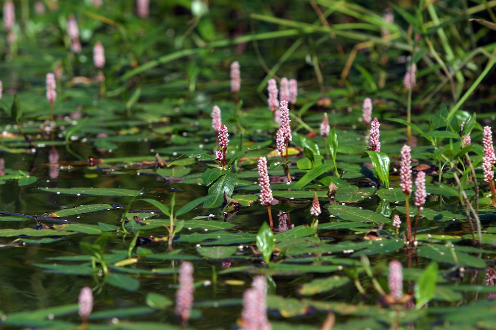 Wasserknoeterich seltene Sauerstoffpflanze