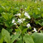 Wunderschöne blühende Teichpflanzen