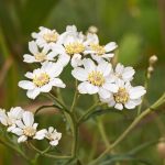 Achillea ptarmica kaufen