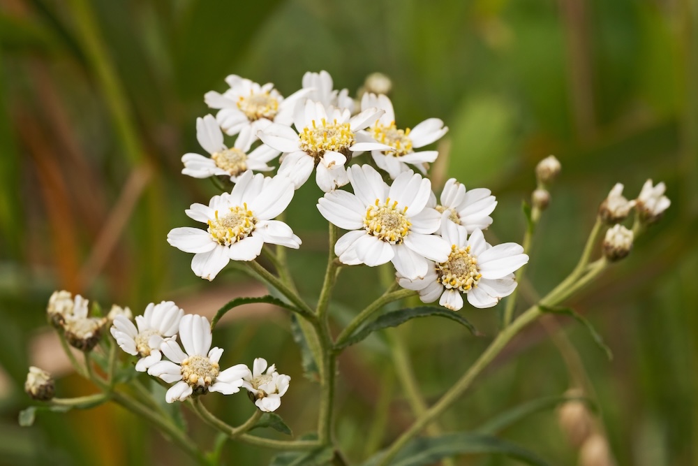 Achillea ptarmica kaufen