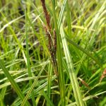 Carex acutiformis kaufen