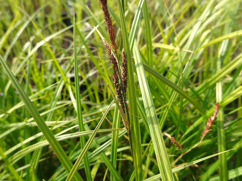 Carex acutiformis kaufen