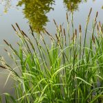 Carex nigra kaufen