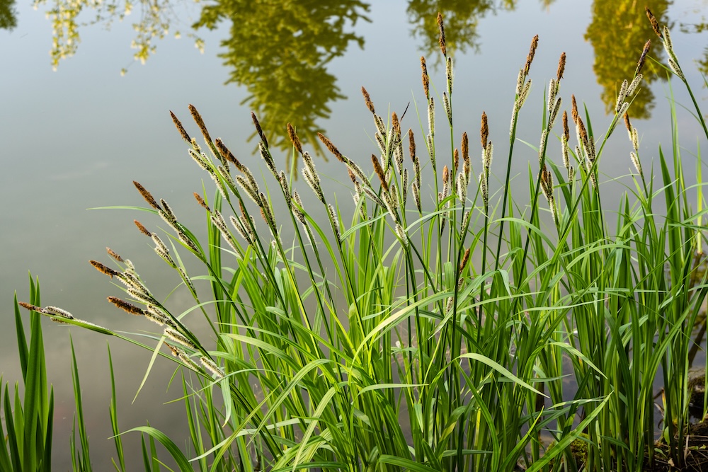 Carex nigra kaufen