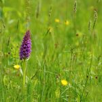 Dactylorhiza praetermissa kaufen