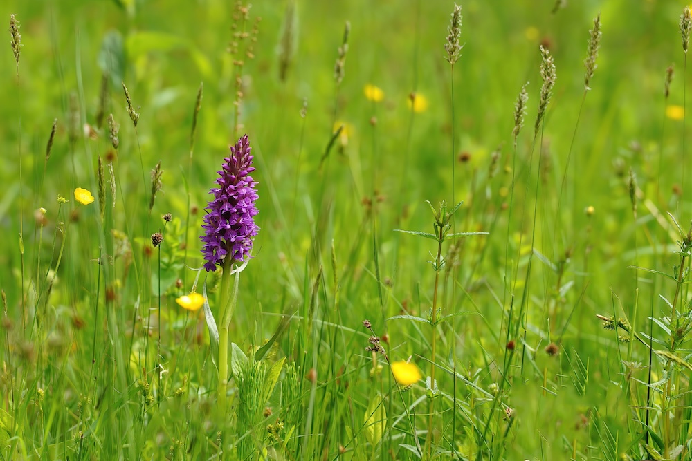 Dactylorhiza praetermissa kaufen