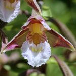 Epipactis palustris kaufen