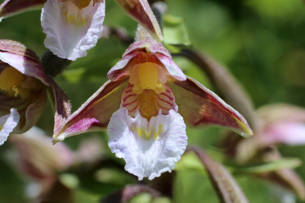 Epipactis palustris kaufen