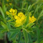 Euphorbia palustris kaufen