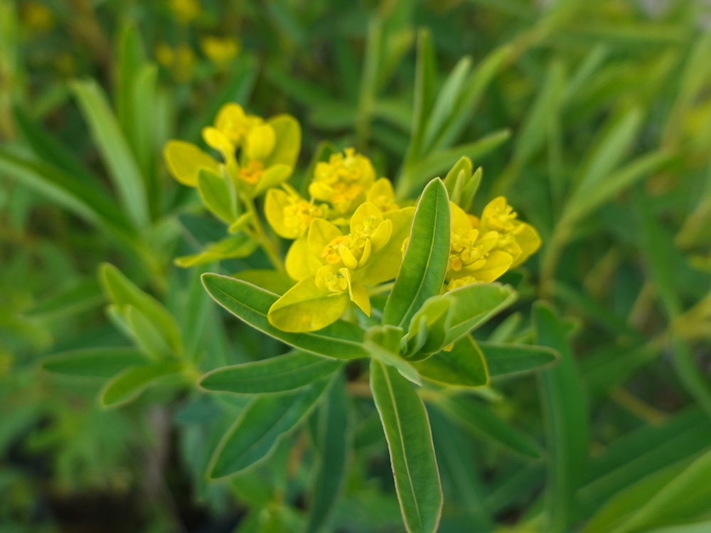 Euphorbia palustris kaufen