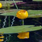 Gelbe Teichrose bestellen