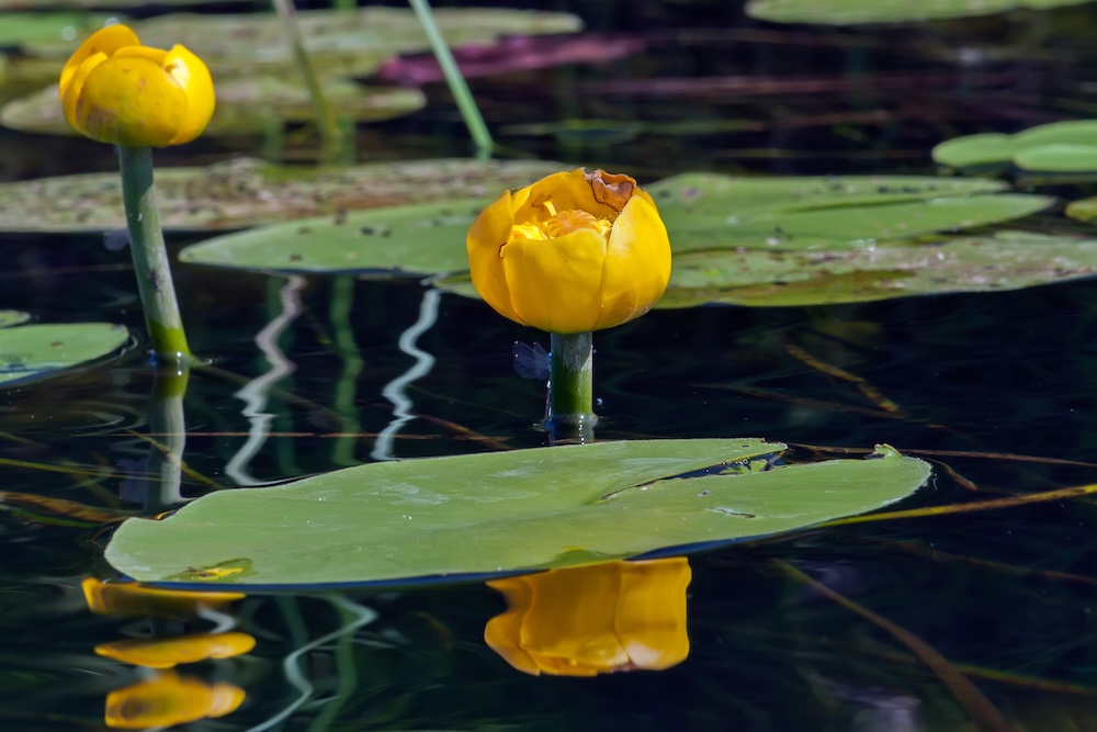 Gelbe Teichrose bestellen